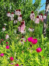 O'Fallon Community Garden